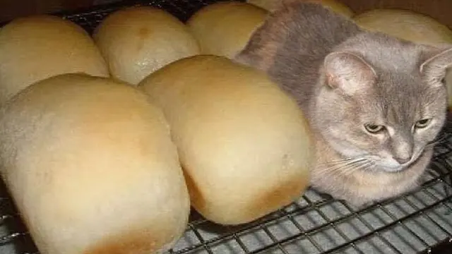 6 Tingkah Lucu Kucing Kamufalse Jadi Makanan, Pintar Menyelinap
