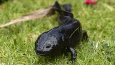 Seekor hewan sejenis amfibi Ajolote (Ambystoma mexicanum) berada di pusat konservasi saat Ajolote Preservation Event di mana tindakan pelestarian spesies endemik yang terancam punah ini dibahas di Xochimilco, Mexico City, Meksiko, 16 Februari 2022. (CLAUDIO CRUZ/AFP)