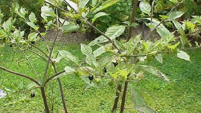 Belladona