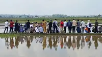 Menteri pertanian Andi Amran Sulaiman belajar bercocok tanam padi dengan petani di Kabupaten Bangkalan Jawa Timur.