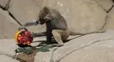 Seekor babon memeriksa makanan beku di kandangnya di Kebun Binatang Chapultepec, di Mexico City, Jumat, 7 Juni 2024. (AP Photo/Eduardo Verdugo)