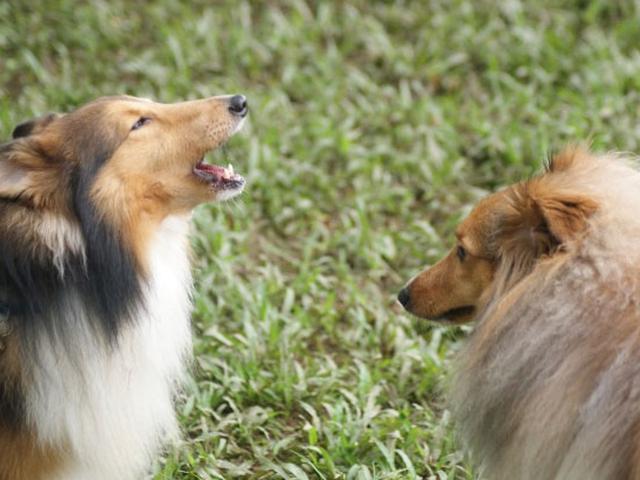 Setiap Gonggongan Anjing Punya Makna Health Liputan6 Com