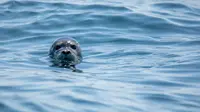 Ilustrasi anjing laut. (dok. Unsplash.com/lukephotography)