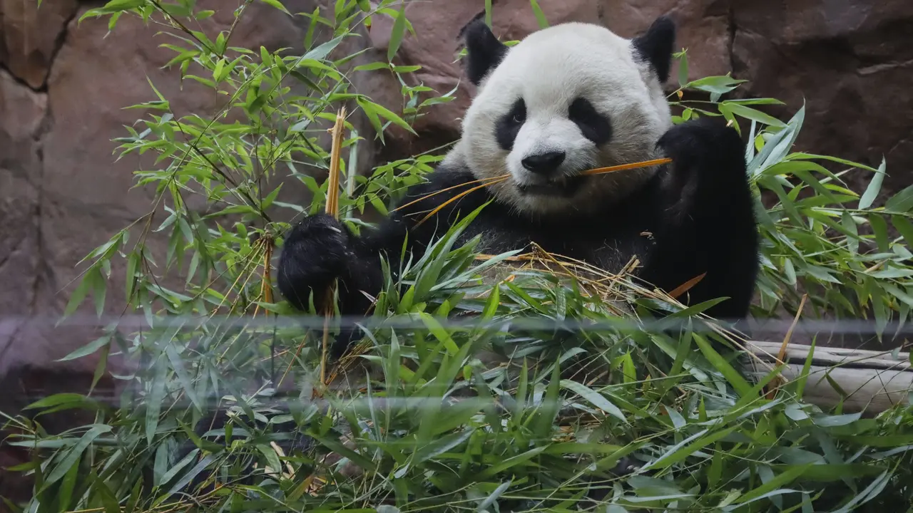 Panda Jadi-jadian Dipamerkan di Kebun Binatang China, Pengelola Tak Merasa Bersalah