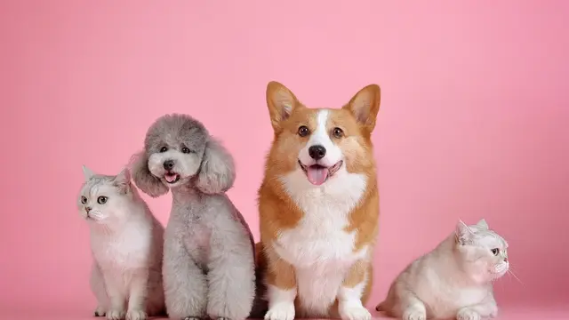 Ilustrasi Anjing. (huoadg5888/Pixabay)