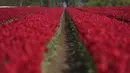 <p>Deretan bunga tulip berwarna merah tumbuh di ladang di Meerdonk, Belgia pada Senin, 25 April 2022. Bunga tulip di Belgia banyak dibudidayakan untuk umbinya saja. (AP Photo/Virginia Mayo)</p>