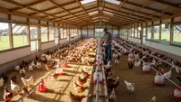 9 Model Kandang Ayam Close House Modern, Tingkatkan Produktivitas Peternakan