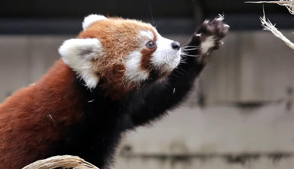 Salah satu bayi kembar panda merah terlihat di kandang sementara mereka selama pratinjau media di Woodland Park Zoo, Seattle, Rabu (14/11). Ini merupakan kelahiran pertama panda merah di kebun binatang dalam 29 tahun terakhir. (AP /Elaine Thompson)
