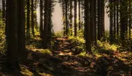 12 Negara dengan Hutan Terluas di Dunia, Indonesia Berada di Posisi Berapa?