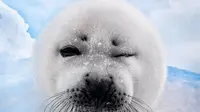 Baru-baru ini, seekor anjing laut kecil membuat heboh netter. Mamalia berwarna putih itu mengedipkan sebelah matanya saat difoto di depan kamera. (mirror.co.uk)
