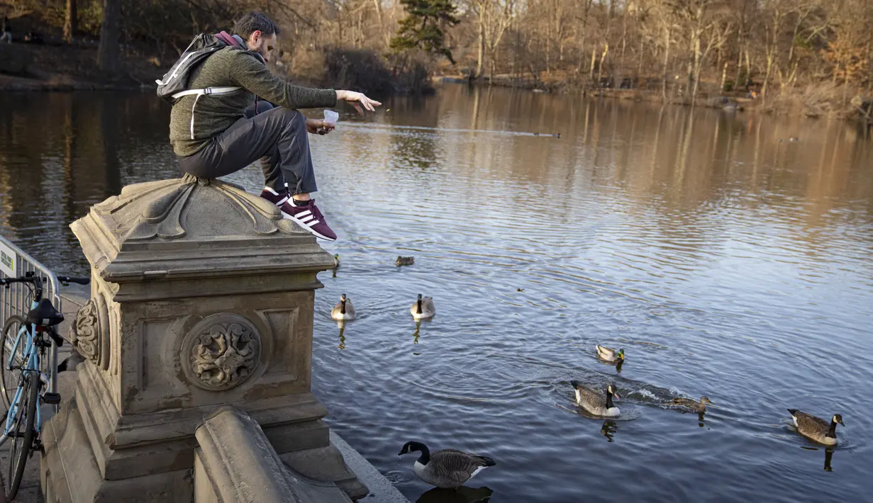 Seorang pengunjung memberi makan angsa di dekat Air Mancur Bethesda di Central Park, di wilayah Manhattan, New York, Senin (30/1/2023). Sejak awal musim dingin di bulan Desember, belum ada hujan salju yang terkira di kota. (AP Photo/John Minchillo)