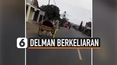 DELMAN TANPA KUSIR BERKELIARAN DI JALAN, BAHAYAKAN PENGENDARA