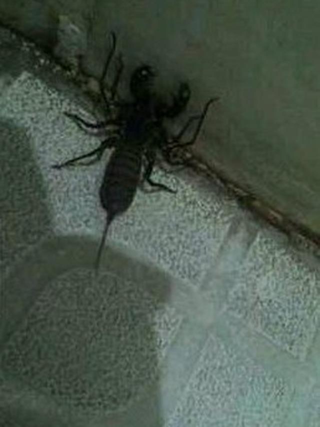 Bikin Elus Dada, 6 Potret Kamar Mandi Tak Terawat