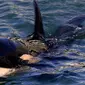 Bayi Paus Orca Ditemukan Mati Terdampar di Pesisir Pantai Plimmerton, utara Wellington, Selandia Baru. (Photo: Marty MELVILLE AFP)