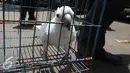 Seekor burung kakatua putih jambul kuning saat diamankan di Polda Metro Jaya, Jakarta, (5/10). Selain, Kakatua petugas berhasil mengamankan enam ekor kukang jawa dari tangan tiga tersangka. (Liputan6.com/Immanuel Antonius)