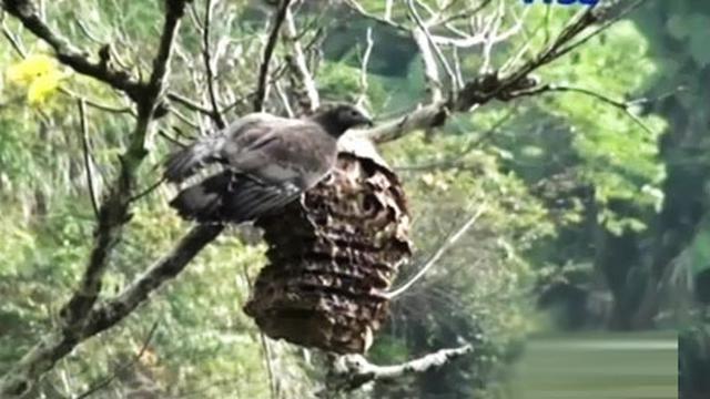 Migrasi Burung Di Pulau Dewata News Liputan6 Com
