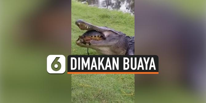 VIDEO: Detik-Detik Seekor Buaya Telan Kura-Kura Masih Hidup