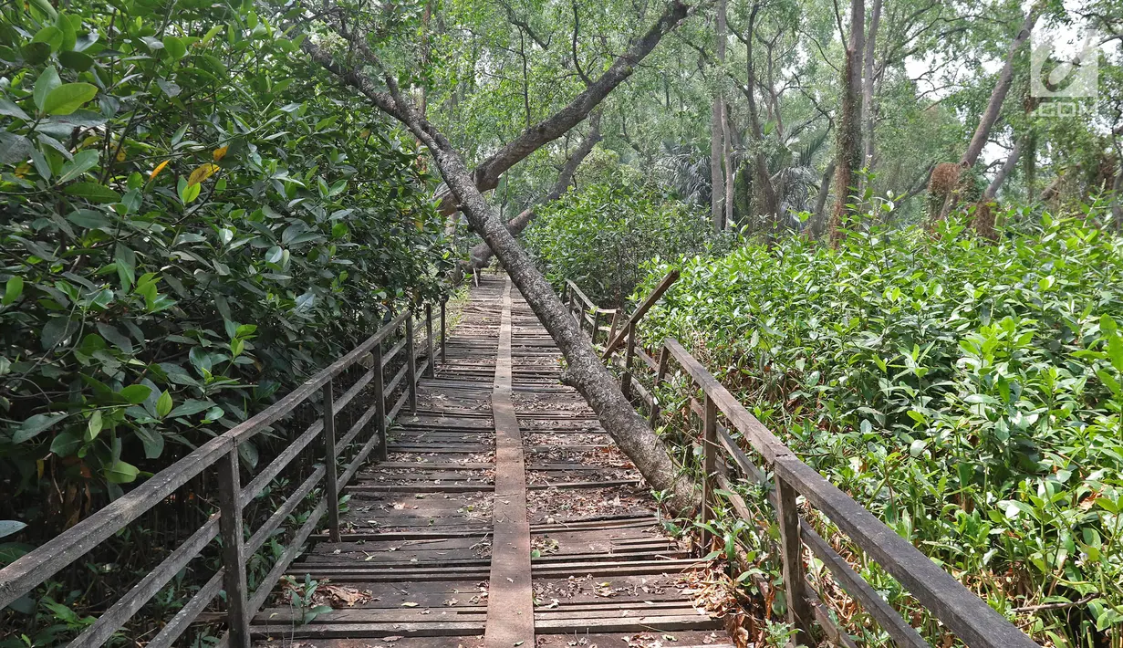Kondisi Suaka Margasatwa Muara Angke, Jakarta, Selasa (17/9/2019). Suaka Margasatwa Muara Angke akan dikembangkan sebagai pusat edukasi mangrove. (Liputan6.com/Herman Zakharia)
