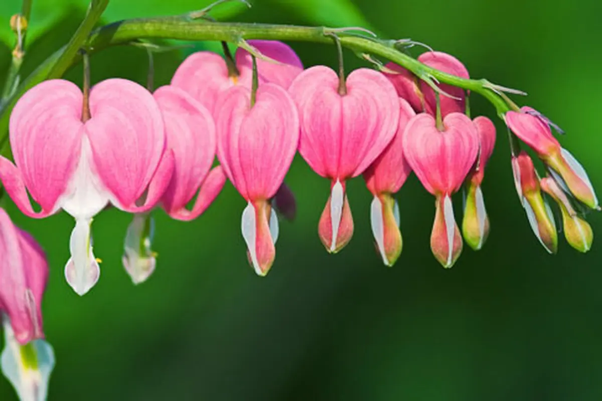 (c) shutterstock