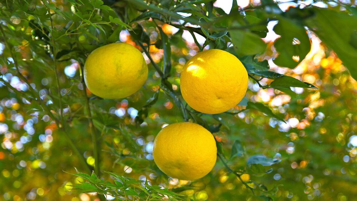 Mengenal Jeruk Yuzu, Buah Citrus Jepang dengan Rasa Asam yang Khas