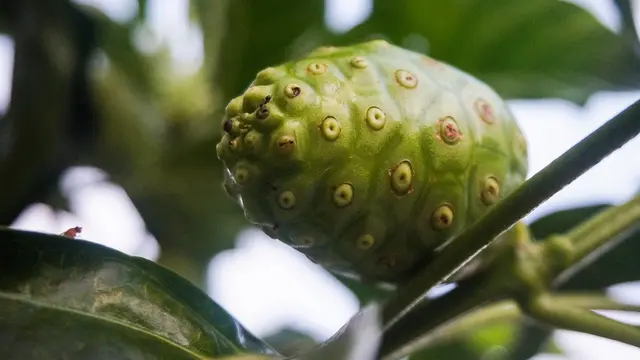 Manfaat Buah Mengkudu untuk Menjaga Kolesterol dan Kesehatan Tubuh