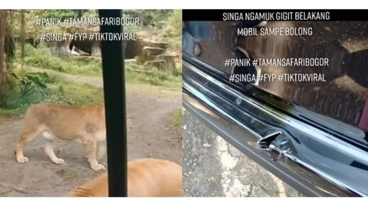 Singa