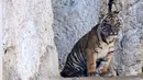 Lewat kelahirannya, ia menambah jumlah spesies harimau Sumatra yang terancam punah. (Tiziana FABI/AFP