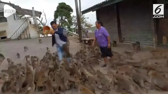 Niat awal ingin memberi makan seekor monyet, Turis asal Vietnam ini malah diserbu puluhan monyet.