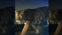 Harimau Bengal bernama Suzy yang berkeliaran di sebuah pemukiman di Atlanta, Georgia, Amerika Serikat (Henry County Police Department)