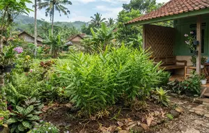 7 Cara Menanam Kapulaga di Pekarangan agar Tumbuh Rimbun dan Rajin Berbuah