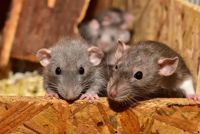 Ilustrasi Tikus (Sipa/Pixabay).