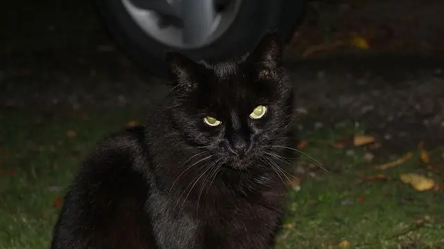 Kucing hitam (Sumber: Wikimedia Commons)