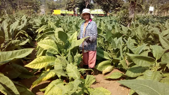 Imas Krwati, menunjukan deretan kebun tembakau Gunung Putri