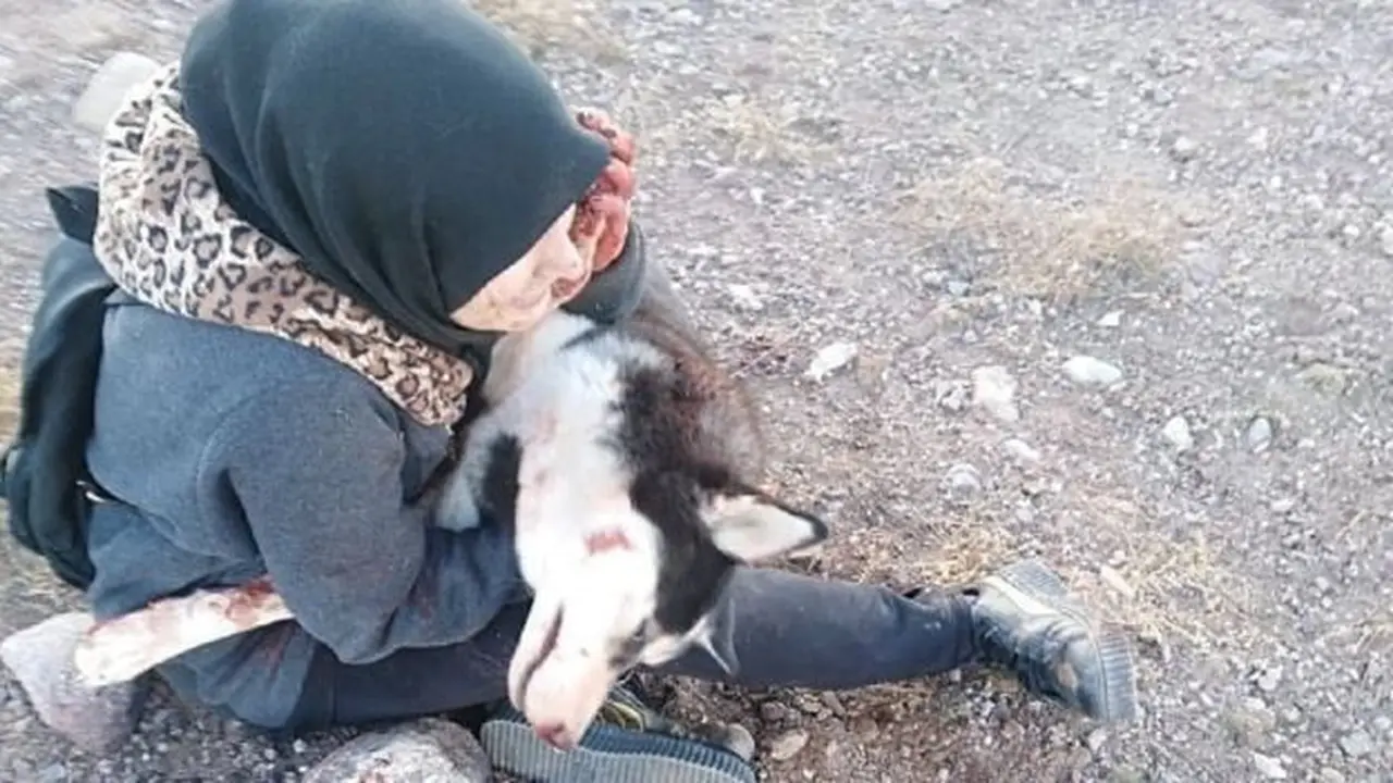 Anjing Sahba, Aseman