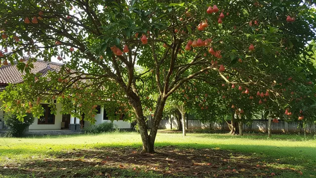 Pohon Jambu Air/Gemini AI