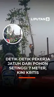 Detik-Detik Pekerja Jatuh dari Pohon Setinggi 7 Meter, Kini kritis