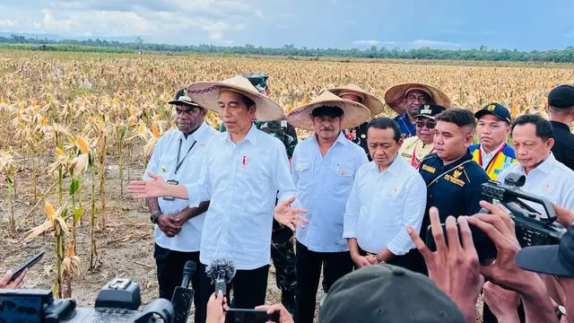 Presiden Joko Widodo atau Jokowi meninjau langsung ladang jagung yang ada di kawasan food estate, Desa Wambes, Kecamatan Mannem, Kabupaten Keerom, Provinsi Papua, Kamis (6/7/2023).
