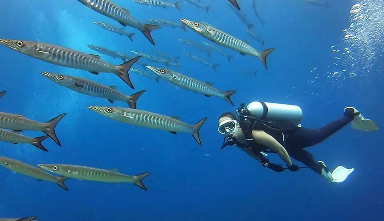 Perempuan yang lahir di Bali, 13 April 1992 terlihat sangat menikmati berenang bersama ikan barracuda. Di birunya lautan, Widika seolah-olah dikawal oleh rombongan Barracuda yang berada di sampingnya. (Liputan6.com/IG/@wdkds)