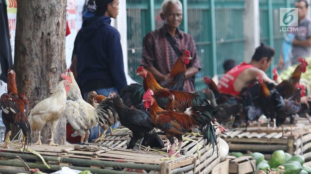 20 Gambar Lucu Ayam Broiler