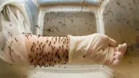 Peneliti nyamuk (sumber. Elitereaders.com)
