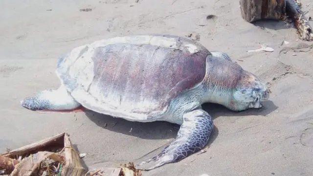 Bangkai penyu laut ditemukan terdampar di Pantai Laguna, Lembupurwo, Kebumen. (Foto: Liputan6.com/Istimewa/Muhamad Ridlo)