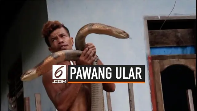 Seorang warga Desa Mentulik, Kabupaten Kampar, Riau, membuat geger karena menaklukkan 2 ular king kobra. Kemampuan pria ini menjadi viral hingga ke mancanegara.