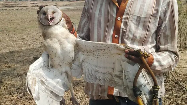 Burung Hantu di India Terancam Punah karena Praktik Sihir