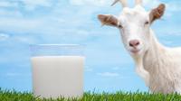 Anak Alergi Susu Sapi, Bolehkah Diberi Susu Kambing?