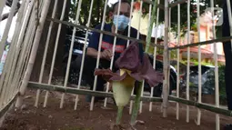 Seorang warga melihat Bunga Bangkai (Amorphophallus Titanium) yang tumbuh di Taman Perumahan Pondok Kopi RW 09, Jakarta Timur, Rabu (17/11/2021). Bunga bangkai yang sudah ditanam selama 4 tahun dengan tinggi 50 cm baru tumbuh bunga 3 hari dan mengeluarkan bau tidak sedap. (merdeka.com/Imam Buhori)