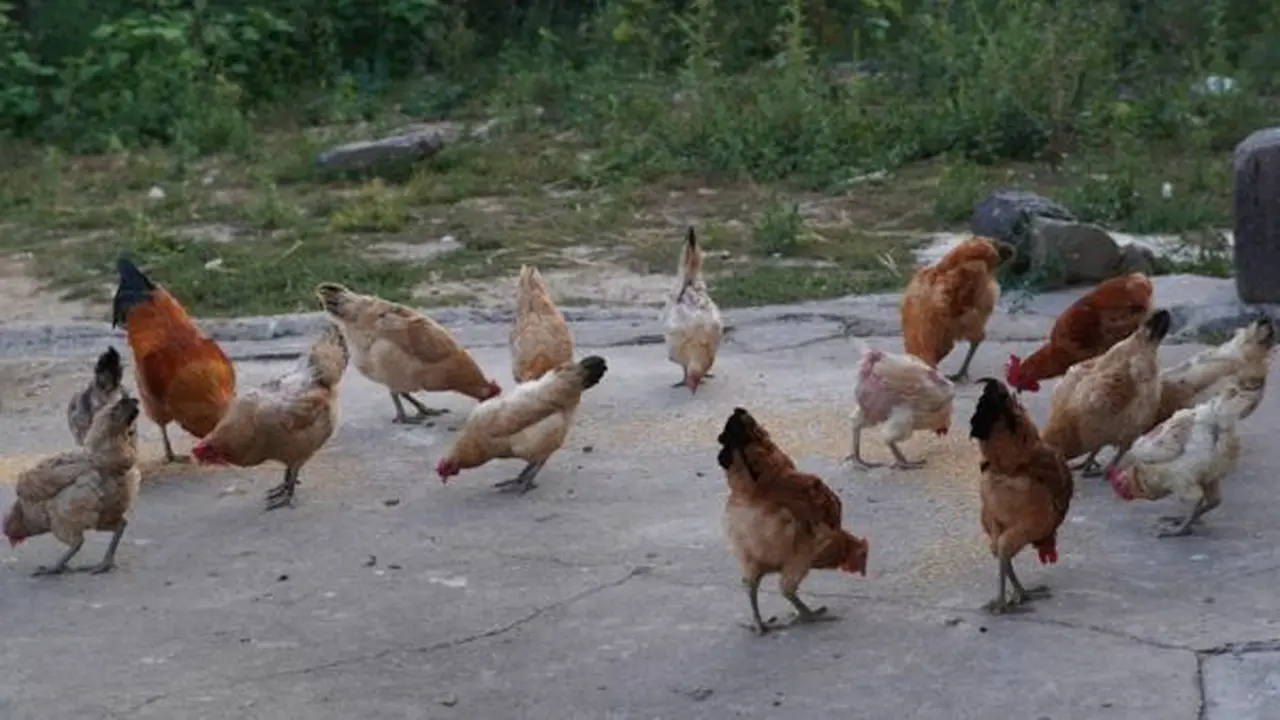 Ilustrasi Ternak Ayam/Photo by Mr Wang on Unsplash