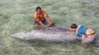 Paus berparuh Cuvier terdampar di pantai Aceh Selatan (Liputan6.com/Rino Abonita)