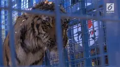 Dua harimau bernama Sayida dan Soltan ini akan mendapat perawatan khusus di Belanda.
