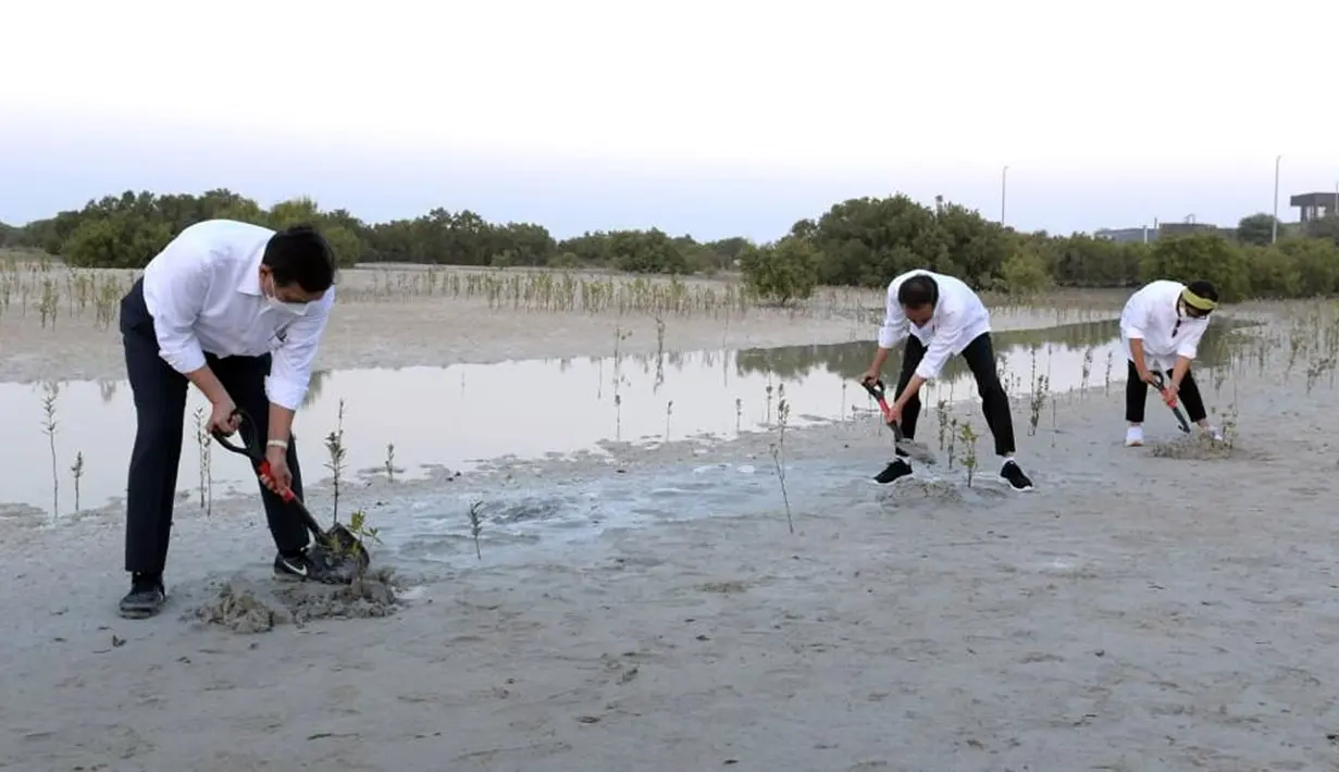 Presiden Joko Widodo atau Jokowi (tengah) bersama Menko Bidang Kemaritiman dan Investasi Luhut Binsar Pandjaitan (kiri) dan Menteri Luar Negeri Retno Marsudi menanam mangrove di Jubail Mangrove Park, Pulau Al Jubail, Abu Dhabi, PEA, Rabu (3/11/2021). (Foto: Biro Pers Sekretariat Presiden)