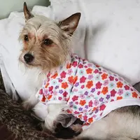 Jika biasanya orang yang alergi dengan hewan, di Inggris ada anjing alergi pada majikannya. 